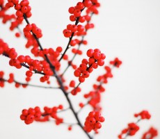 cherry-plant